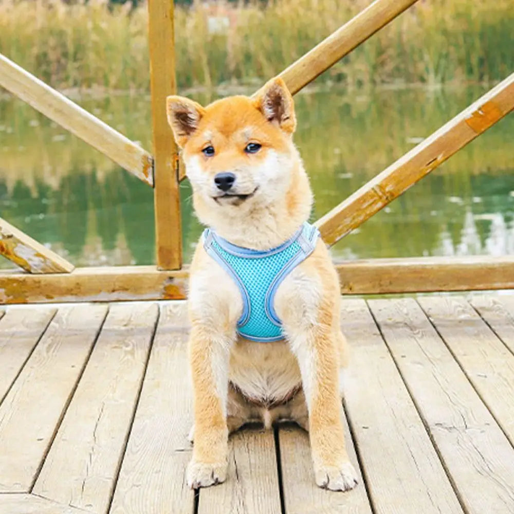 Adjustable Dog Harness Leash Set Breathable Reflective Dog Chest Strap Comfortable Escape Proof Pet Collar Harness